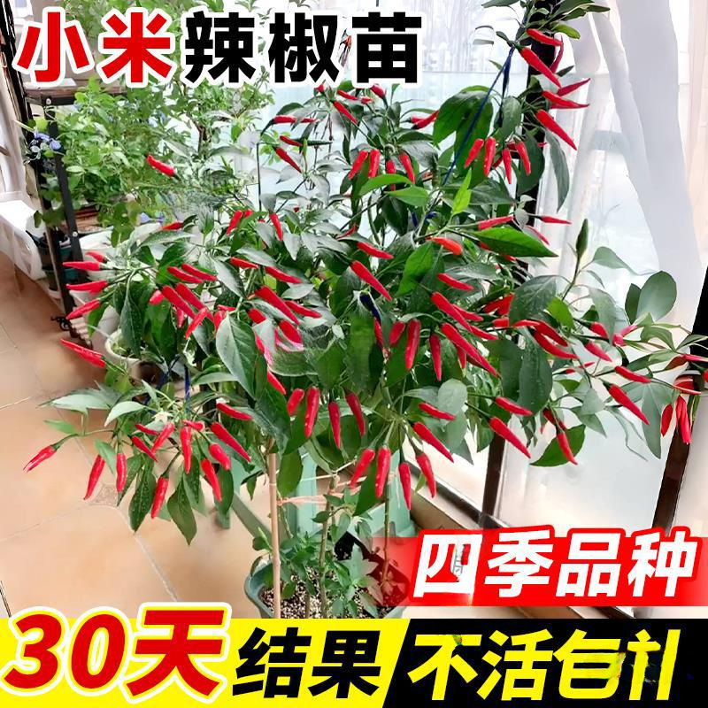 小米辣椒苗秧苗朝天椒四季盆栽螺丝薄皮青椒种籽树苗春蔬菜苗大全