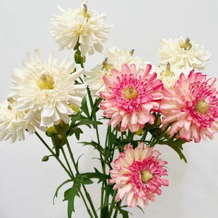 ���  ��Ʒ�|����¶ɏ��  ��ˇ�OӋ ��Ȼ�L�b�� �Ĕz���� �Ҿ�