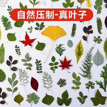 真树叶干花植物标本diy手工材料贴画压花相框滴胶押花瓣书签制作