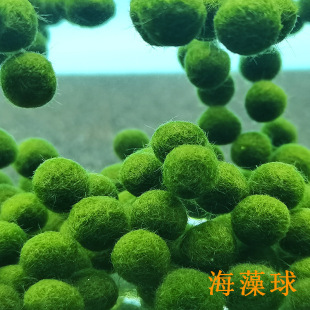 Happy seaweed ball marimo ecological bottle water culture ornamental living aquatic plants micro landscape marimo seaweed ball