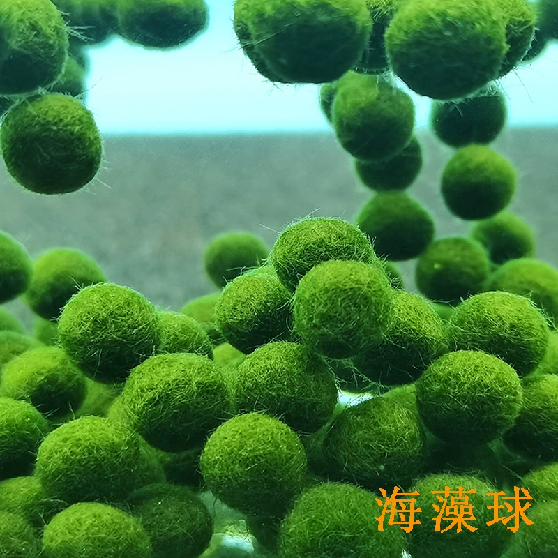 Счастливый водоросли мяч маримо экологическая бутылка культура воды декоративные живые водные растения микропейзаж маримо водоросли мяч