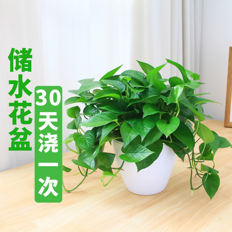 Green Radish Potted Plants Fresh Air Office Plants Soil Culture Hydroponic Flowers Green Plants Green Basket New House Home