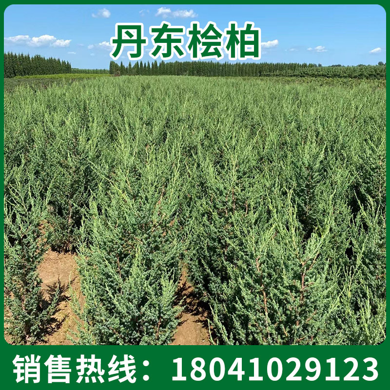 大量供应露地桧柏球 绿色球形园林植物丹东桧柏 桧柏球侧柏灌木