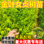 金叶女贞树苗小叶女贞工程绿化苗木南北方观叶常绿灌木庭院绿篱苗