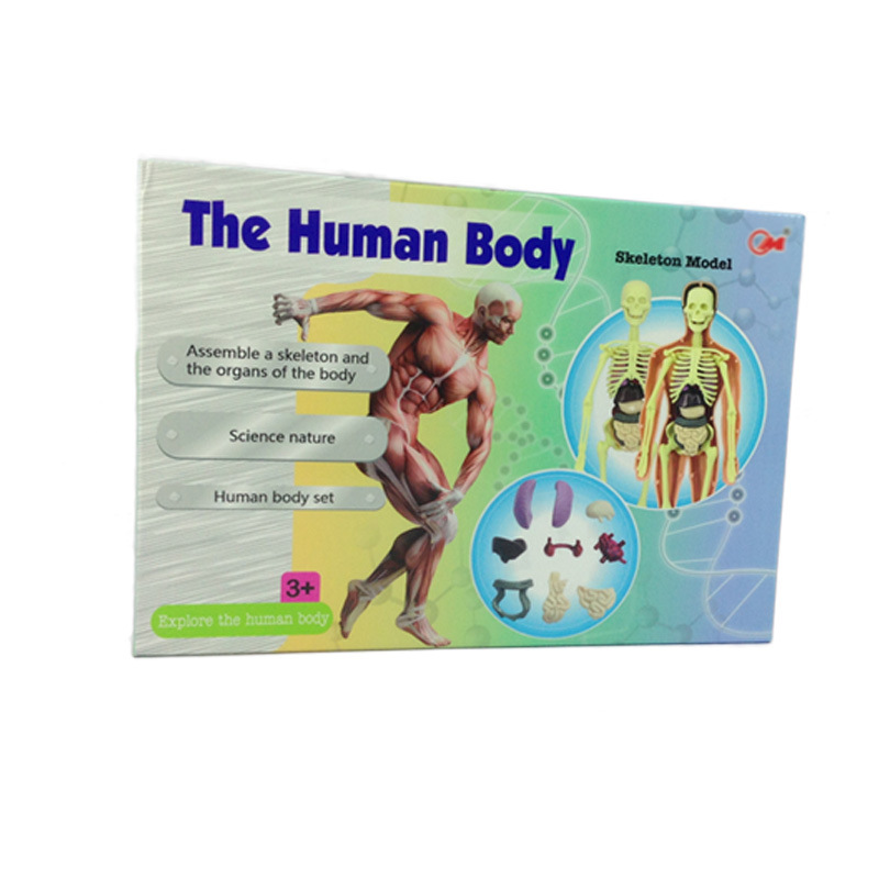 Qizhi ciencia y educación para niños modelo de órgano del cuerpo humano conjunto combinación juguete modelo de cuerpo de órgano humano