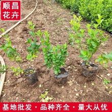 卫矛小树苗 庭院绿化绿篱笆胶东卫矛小树 工程绿化四季常青卫矛