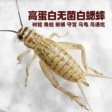 ���� ����� ������ ��� �~�B���x�Bʳ