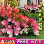 圆锥四季绣球石灰灯花木本耐热香草草莓耐寒庭院盆栽花卉阳台植物