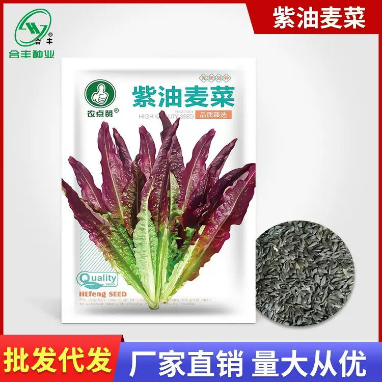 紫油麦菜种子5g 脆香紫色油麦菜种籽凉拌生菜种孑蔬菜籽厂家批发