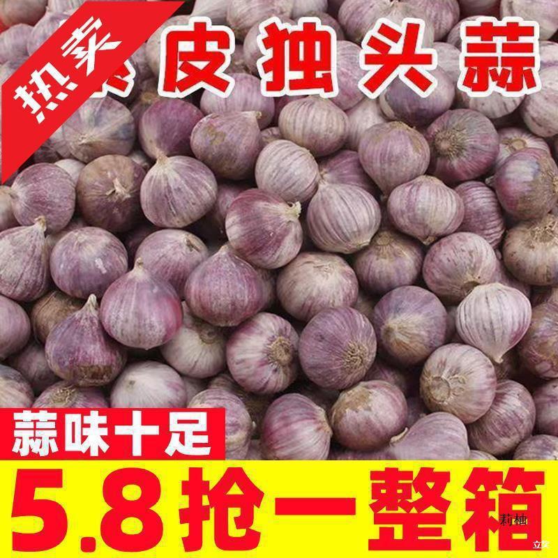 云南独头蒜5斤大蒜头新鲜紫皮独蒜湿大蒜红珍珠干蒜蔬菜整箱-阿里巴巴