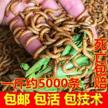 ����x �S���x���x  �����~ϐ���J���u��ü�Bʯ�����