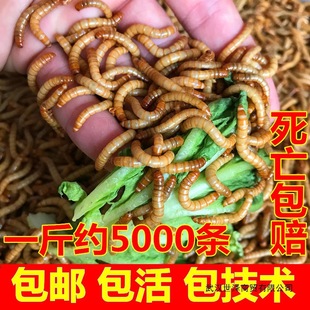 ����x �S���x���x  �����~ϐ���J���u��ü�Bʯ�����