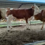 大量改良鲁西黄肉牛犊