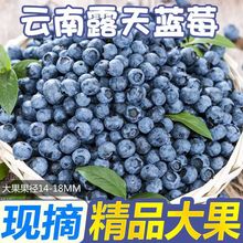 云南现摘蓝莓鲜果当季新鲜水果孕妇蓝梅高山非怡颗甜莓大果
