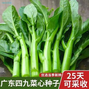 �V�|�ľŲ��ķN��25����������Ĳ�̦�Ѷ��Ӷร�ļ������߲˷N��