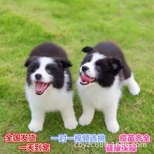边牧犬边境牧羊犬幼犬活体黑白陨石色边境牧羊犬中型边牧活体宠物