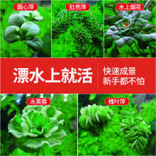 浮萍水草鱼缸古法养鱼植物养龟净化水质水培水芙蓉圆心萍水上烟花