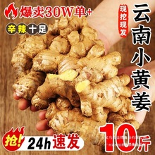 2025新云南小黄姜红河新鲜生姜老姜现挖高山沙姜土姜种子蔬菜9斤