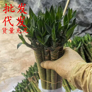 �����Ĳ������ֱ�l���l�������F��ˮ��ֲ���k���҃�����Gֲ����