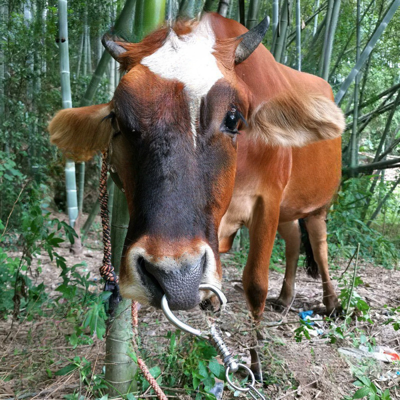牛鼻リング、牛鼻リング、ステンレス鋼金属牛飼育大型牛鼻ペンチ、パンチフリー牽引装置|undefined
