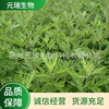 廠家直供批發艾葉提取液植物化妝品萃取原料艾草萃取物醫藥行業用