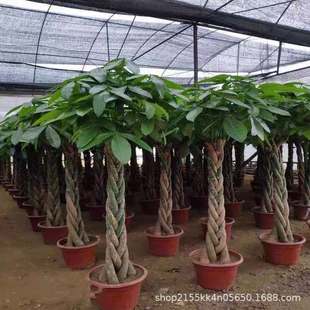 �lؔ�������p�Ӱlؔ��͏d���w�͘䘶ֲ��Gֲ�k�����_�I���w�ͶY