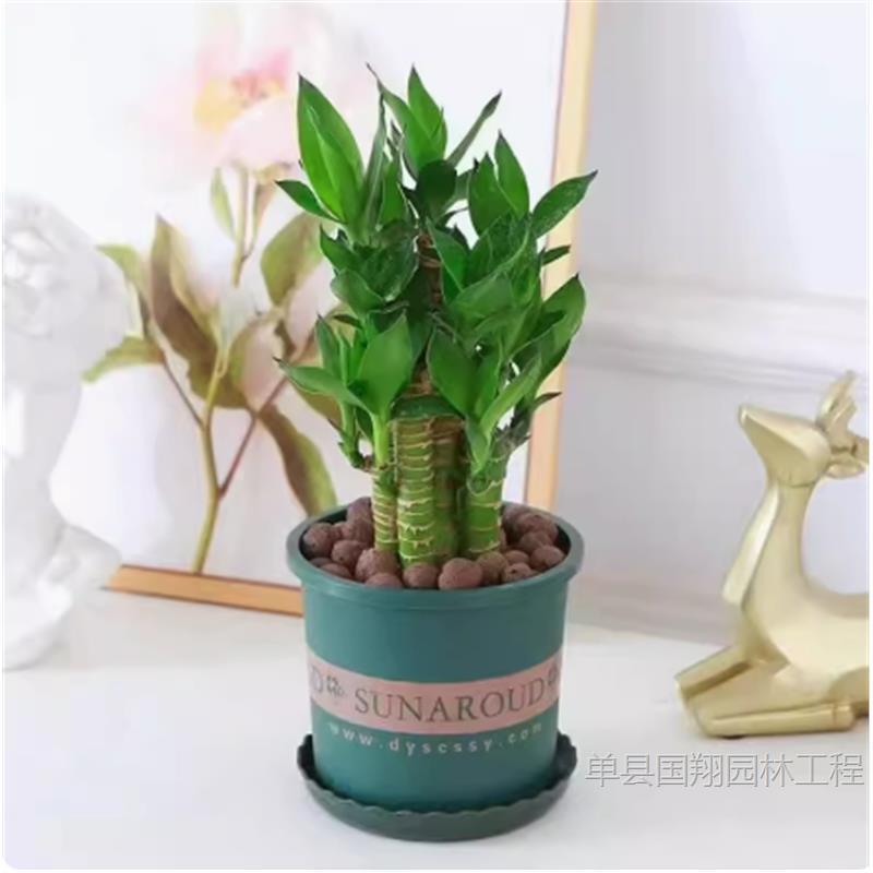 Fugui Bamboo Indoor Lucky Green Plants BBQ Lotus Bamboo Hydroponic…