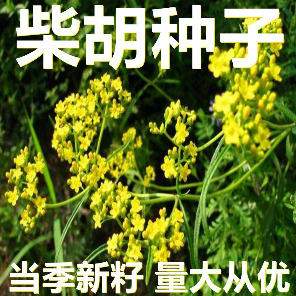 Семена буплеурума 500г в мешках оптом, прямые поставки с места происхождения, сезонные новые семена, семена садовых растений