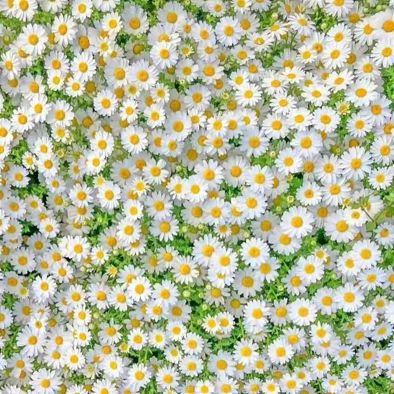 Venta al por mayor de semillas de flores y plantas eustoma malvarrosa peonía cobre dinero hierba margarita rosa sol peonía flor combinación de flores