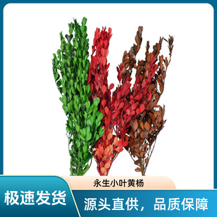 ������С�~�S�� �^�DIY���� �����~�� �ҾӲ廨�bGɫ�tɫ