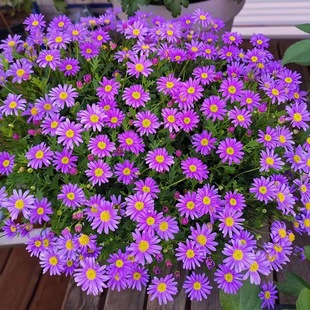 Chrysanthemum Potted Flower Seedlings, Daisies Bloom in All Seasons, Chrysanthemums Bloom on the Balcony and Courtyard, and Are Easy to Grow Flowers and Green Plants in All Seasons