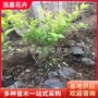 绿化绿篱毛球女贞