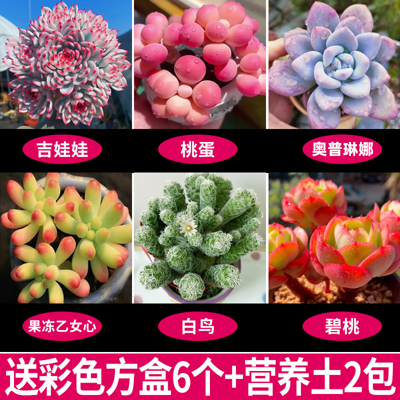 [핫셀링 6종세트] 화분과 흙이 함께 제공됩니다.