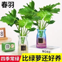 水培春羽盆栽办公室内吸甲醛客厅花卉水养大叶绿萝好养春雨绿植物