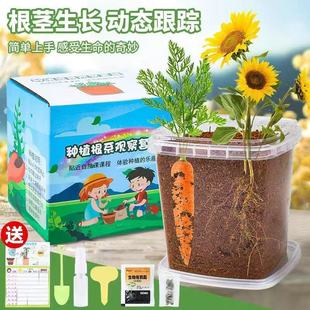 Children's Planting Small Potted Plant Set Plant Observation Root Growth Germination Creative Observation Box Student Kindergarten