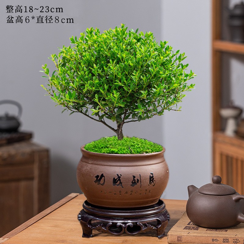 고급 작은잎 피니 + 즉석 성공 보라색 모래 화분 + 수지 원형 트레이 + 비료 [무료 이끼]