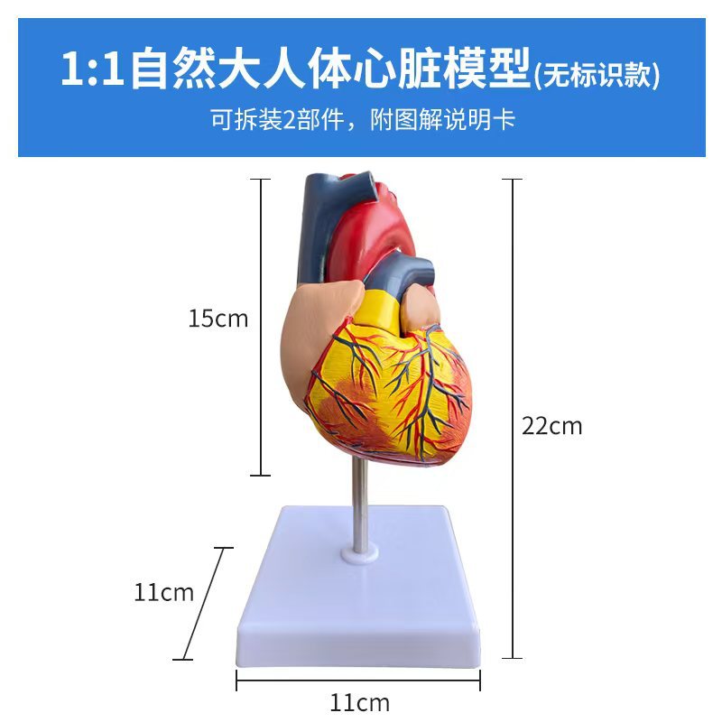 El modelo natural de la anatomía del corazón grande del cuerpo humano tiene modelo de enseñanza médico del corazón del ultrasonido de 34 logotipos