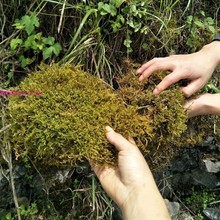 干苔藓青苔蝴蝶兰花铁皮石斛种植营养土水苔育苗爬宠乌龟冬眠垫材