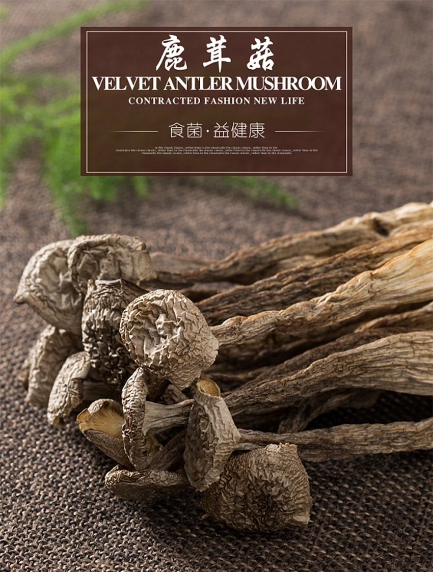 鹿茸菇_03.jpg
