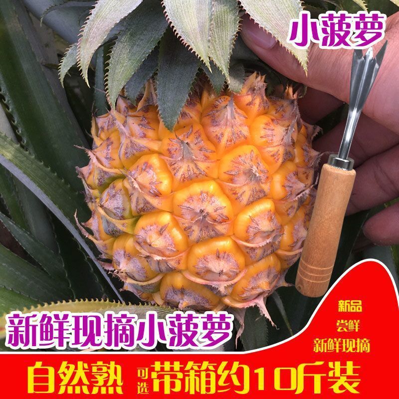 Ananas Small Pineapple Mini Small Pineapple Fresh Fruit with Box 5kg / 4kg / 2.5kg / 1.0kg Factory Wholesale