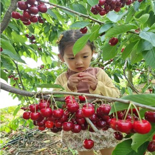 ܇���Ә�����Ҙ��m�Ϸ������Nֲ����ͥԺ���䰫�����Ҙ�������