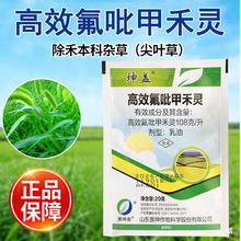 高效氟吡甲禾灵坤盖大豆油菜西瓜田禾本科杂草尖叶草芦苇除草剂
