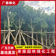 市政工程苗 广玉兰树袋苗 荷花玉兰大树 广东绿化树苗 移植袋苗圃