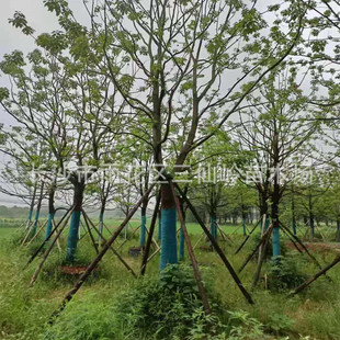 ���������l 15-18�����е����������� ȫ������ ���������ɻ���