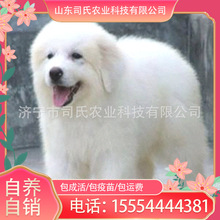 大白熊犬幼犬 大白熊犬幼犬品牌 图片 价格 大白熊犬幼犬批发 阿里巴巴