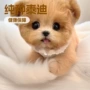 幼犬纯种活体定制玩赏犬