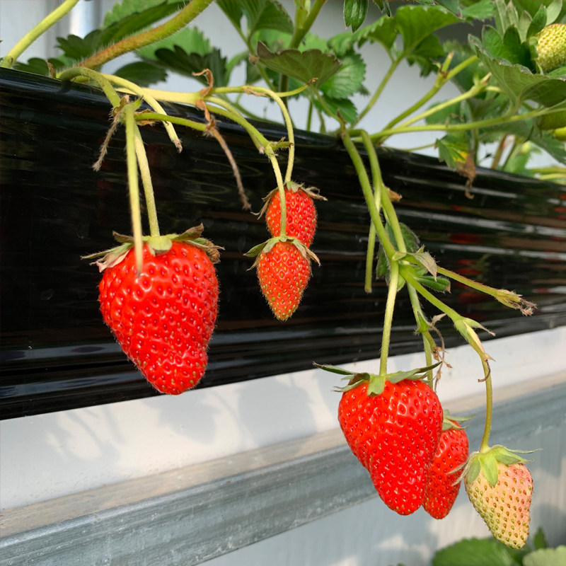 奶油红草莓白草莓种子四季蔬菜种籽家庭园艺盆栽小院种孑易种易活