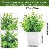 Yougari potted
