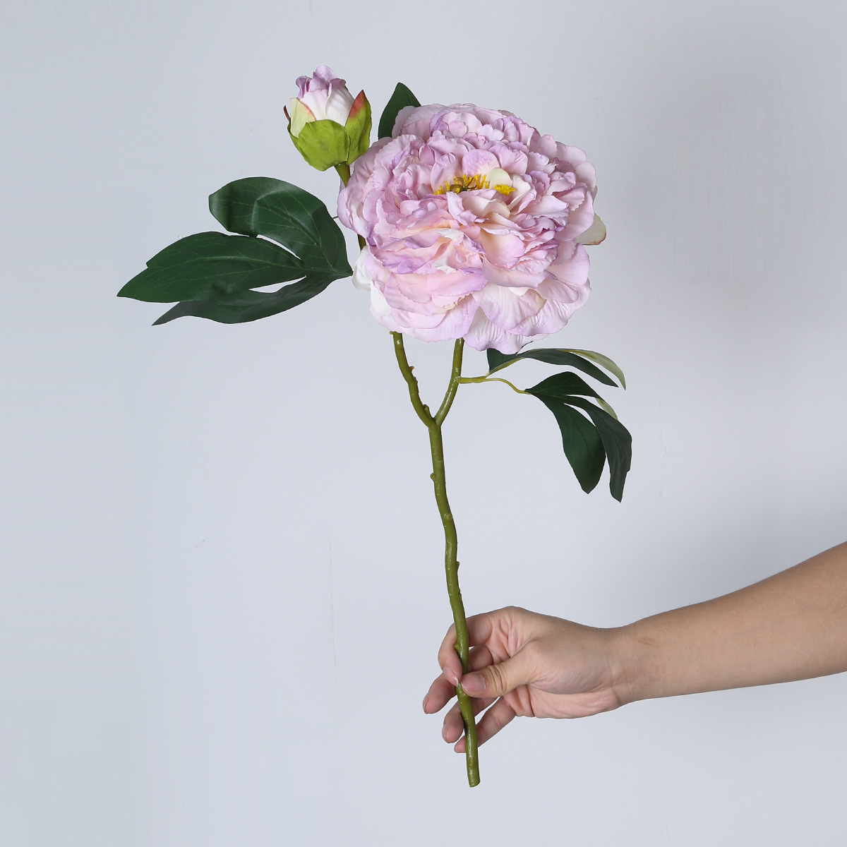 연한 보라색 유화 모란
