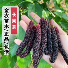 桑葚苗 桑树果苗 四季桑果 台湾长果桑 桑树苗 南方北方当年结果